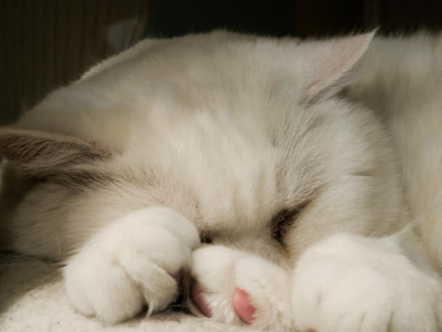 巴黎爱猫咪咖啡馆