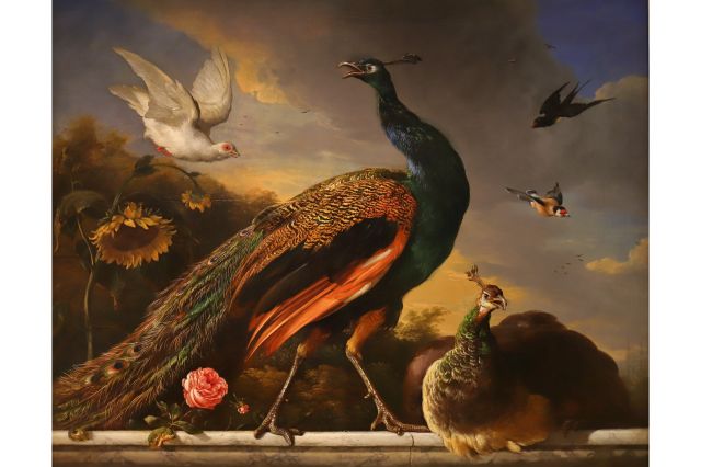 M. de Hondecoeter (1681) : 雌雄孔雀